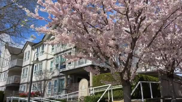 Setor Privado Vancouver Canadá Surrey 2023 Abril Cereja Flores Casas — Vídeo de Stock