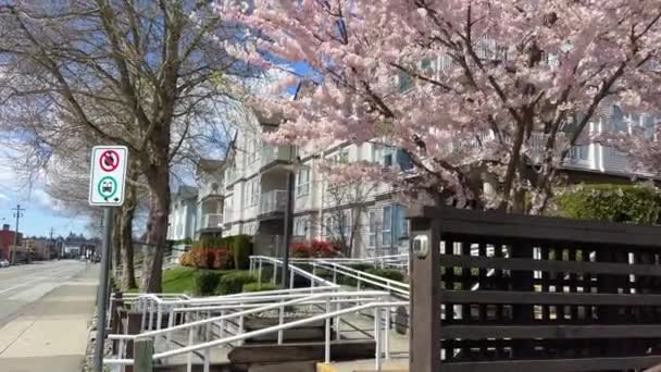 Particuliere Sector Vancouver Canada Surrey 2023 April Kersenbloesems Identieke Huizen — Stockvideo