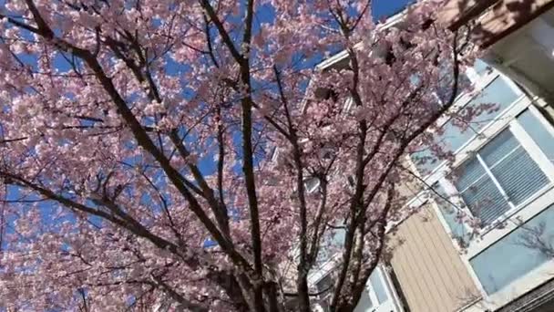 Частный Сектор Ванкувере Канада Суррей 2023 Апреля Цветы Вишни Идентичные — стоковое видео