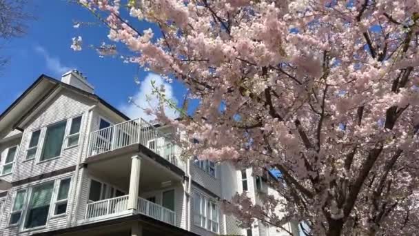 Private Sector Vancouver Canada Surrey 2023 April Cherry Blossoms Identical — Stock Video