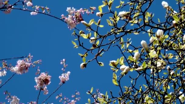 Деревья Станции Буррард Цветут Весной Рядом Небоскребами Вокзалом Магнолия Вишня — стоковое видео