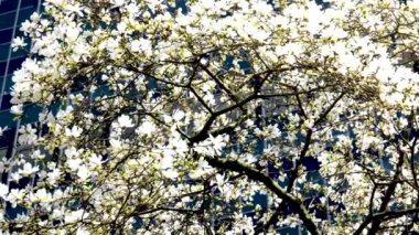 Burrard İstasyonu ağaçları baharda gökdelenler ve gökdelen istasyonu yakınlarında çiçek açar. Manolya gökdelenleri yakınında kiraz çiçekleri sakura beyaz ve gül çiçekleri şehir merkezindeki gerçek hayatı içine çeker. Kanada Vancouver 2023.