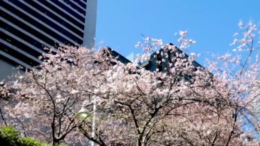 Burrard İstasyonu ağaçları baharda gökdelenler ve gökdelen istasyonu yakınlarında çiçek açar. Manolya gökdelenleri yakınında kiraz çiçekleri sakura beyaz ve gül çiçekleri şehir merkezindeki gerçek hayatı içine çeker. Kanada Vancouver 2023.