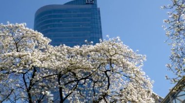 Burrard İstasyonu ağaçları baharda gökdelenler ve gökdelen istasyonu yakınlarında çiçek açar. Manolya gökdelenleri yakınında kiraz çiçekleri sakura beyaz ve gül çiçekleri şehir merkezindeki gerçek hayatı içine çeker. Kanada Vancouver 2023.