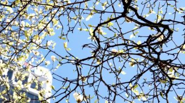 Burrard İstasyonu ağaçları baharda gökdelenler ve gökdelen istasyonu yakınlarında çiçek açar. Manolya gökdelenleri yakınında kiraz çiçekleri sakura beyaz ve gül çiçekleri şehir merkezindeki gerçek hayatı içine çeker. Kanada Vancouver 2023.