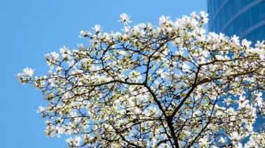 Burrard İstasyonu ağaçları baharda gökdelenler ve gökdelen istasyonu yakınlarında çiçek açar. Manolya gökdelenleri yakınında kiraz çiçekleri sakura beyaz ve gül çiçekleri şehir merkezindeki gerçek hayatı içine çeker. Kanada Vancouver 2023.