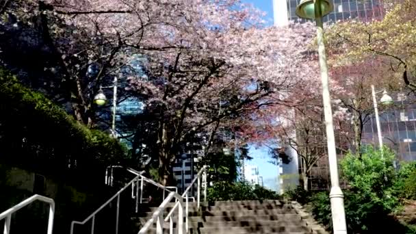 버라드 의나무들은 봄철에 기차역 근처에서 만발하며 사쿠라 장미꽃들은 대도시 밴쿠버 — 비디오