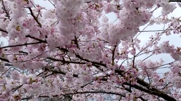 캐나다 온타리오주 토론토의 체리꽃은 토론토 캠퍼스에서 고품질 — 비디오