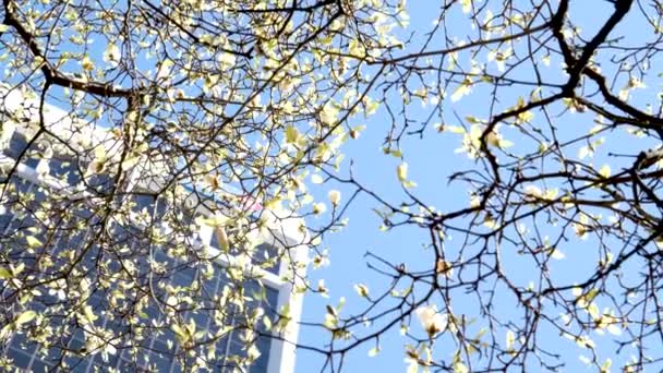 버라드 의나무들은 봄철에 기차역 근처에서 만발하며 사쿠라 장미꽃들은 대도시 밴쿠버 — 비디오
