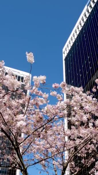超高層ビルやスカイトレイン駅の近くの春には駅の木が咲きますマグノリア桜白とバラの花がダウンタウンの景色を眺めますカナダバンクーバー2023 — ストック動画