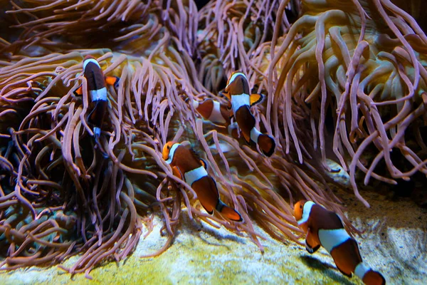 해조류 바닥에서 수영하는 물고기아름다운 음악떨어지는 부드러운 보호용 스크린 보호용 Amphiprion — 스톡 사진