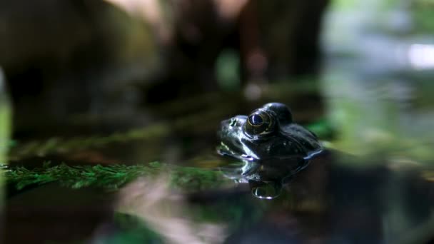 Vancouver Aquarium Canada British Columbia African Bullfrog Mating Water Surface — Stockvideo