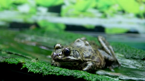 African Bullfrog Împerechere Broasca Apă Acvariu Pietre Transparente Apă Alge — Videoclip de stoc