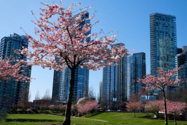 İlkbaharda Vancouver, BC, Kanada 'da gökdelen binasının arka planında çiçek açan kiraz çiçekleri. David Lam Parkı. Yüksek kalite 4k görüntü