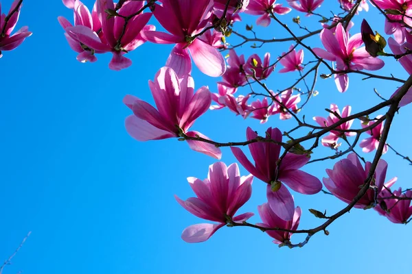 Pink magnolia flowers blooming on magnolia tree branches Magnolia soulangeana High quality 4k footage