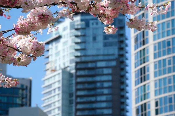 街中が満開の桜カナダ バンクーバーの春を背景に超高層ビルが建ち並ぶ桜の枝を咲かせます デビッド パーク 高品質4K映像 — ストック写真
