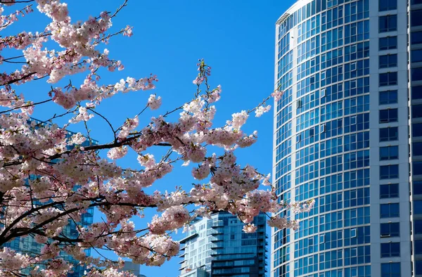 街中が満開の桜カナダ バンクーバーの春を背景に超高層ビルが建ち並ぶ桜の枝を咲かせます デビッド パーク 高品質4K映像 — ストック写真