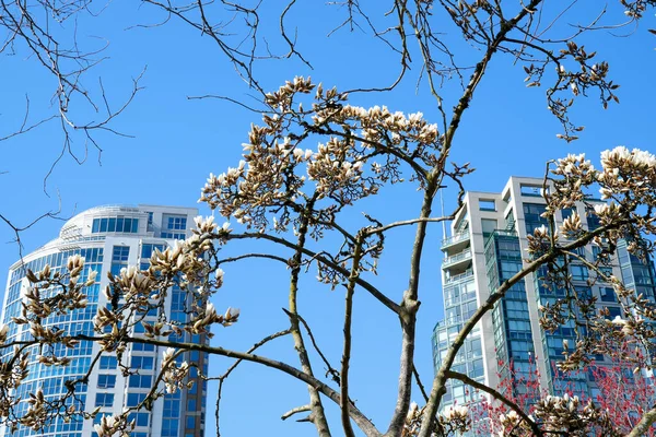 Kersenbloesems Volle Bloei Stad Bloeiende Sakura Kersenbloesem Tak Met Wolkenkrabber — Stockfoto