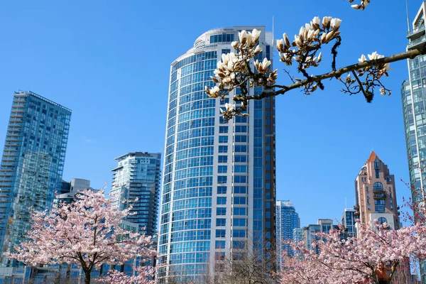Cseresznyevirág Teljes Virágzásban Városban Virágzó Sakura Cseresznyevirág Felhőkarcoló Épület Háttérben — Stock Fotó