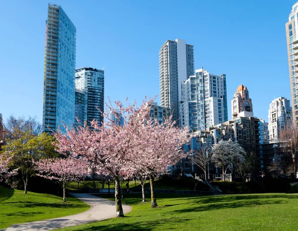 在加拿大温哥华 樱花盛开的城市盛开着樱花枝条 背景是摩天大楼 林大伟公园高质量的4K镜头 — 图库照片