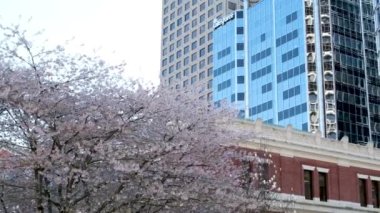 Kanada beyaz yelkenli yelkenlileri mavi Pasifik Okyanusu 'nun arka planındaki mavi dağlara karşı Vancouver Kanada' dan MÖ 2023