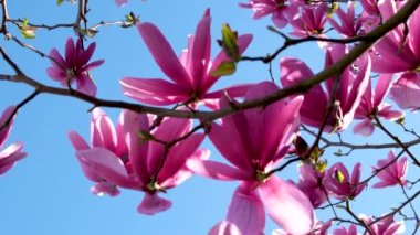 Magnolia dallarında açan pembe manolya çiçekleri Magnolia soulangeana Yüksek kalite 4k görüntü