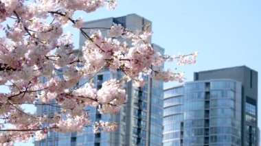 İlkbaharda Vancouver, BC, Kanada 'da gökdelen binasının arka planında çiçek açan kiraz çiçekleri. David Lam Parkı. Yüksek kalite 4k görüntü