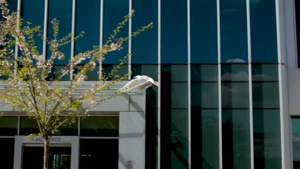 Uçan Beyaz Kuş Martısı Gökdelenin Arka Planında Kanat Çırpan Kanatlarda — Stok video