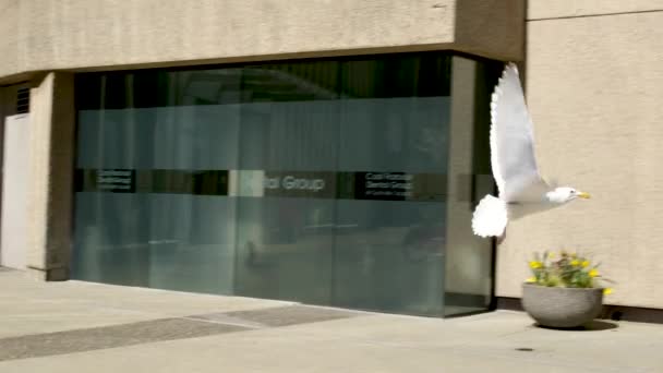 Latający Biały Ptak Mewa Tle Drapacza Chmur Trzepotanie Skrzydła Przestrzeń — Wideo stockowe