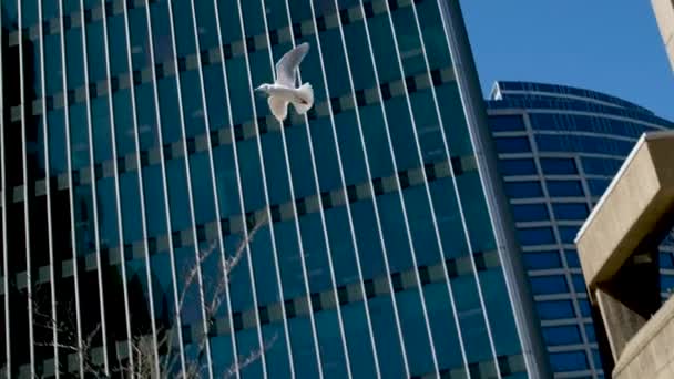 Kanada Platz Weiße Möwe Fliegt Über Hohe Glaswolkenkratzer Möwe Kommt — Stockvideo