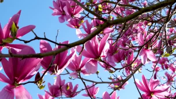 春天的樱桃在蓝天的映衬下开花 粉红色的花 开满了粉红色的树 阳光灿烂的日子里 美丽的樱花花园 美丽的爱情概念与娇柔的花朵 — 图库视频影像