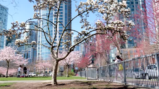 Kwiat Wiśni Pełnym Rozkwicie Mieście Kwitnąca Gałąź Sakura Wiśni Drapaczem — Wideo stockowe