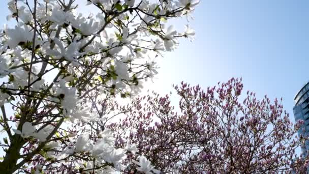 在加拿大温哥华 樱花盛开的城市盛开着樱花枝条 背景是摩天大楼 林大伟公园高质量的4K镜头 — 图库视频影像