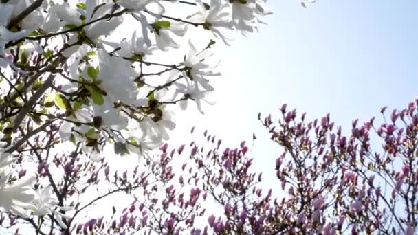 Kwiat Wiśni Pełnym Rozkwicie Mieście Kwitnąca Gałąź Sakura Wiśni Drapaczem — Wideo stockowe