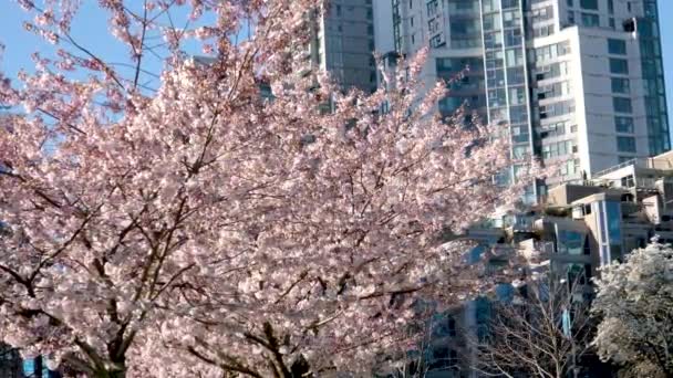 Kersenbloesems Volle Bloei Stad Bloeiende Sakura Kersenbloesem Tak Met Wolkenkrabber — Stockvideo