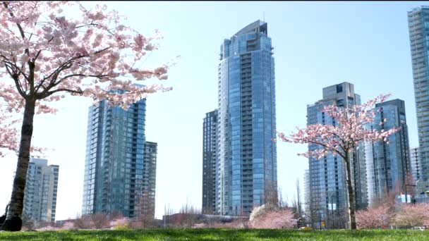 街中が満開の桜カナダ バンクーバーの春を背景に超高層ビルが建ち並ぶ桜の枝を咲かせます デビッド パーク 高品質4K映像 — ストック動画