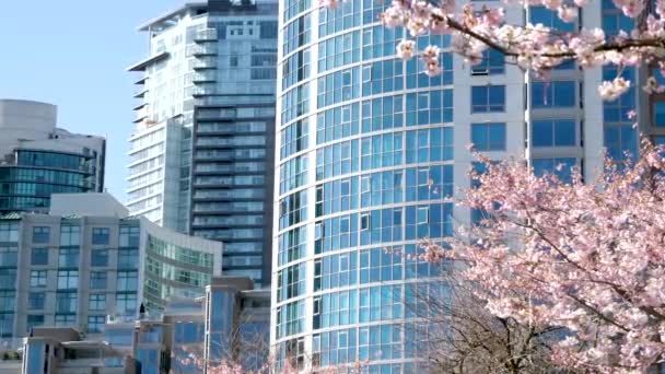 Körsbärsblommor Full Blom Staden Blommande Sakura Körsbär Blomma Gren Med — Stockvideo
