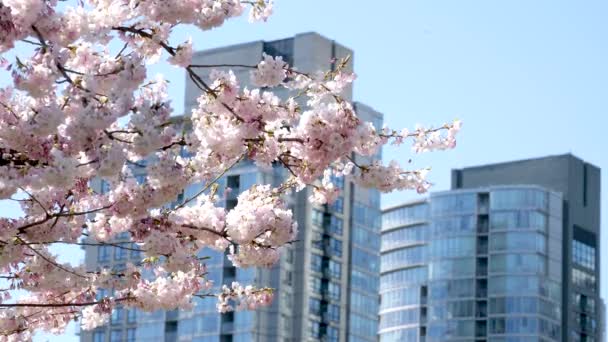 街中が満開の桜カナダ バンクーバーの春を背景に超高層ビルが建ち並ぶ桜の枝を咲かせます デビッド パーク 高品質4K映像 — ストック動画