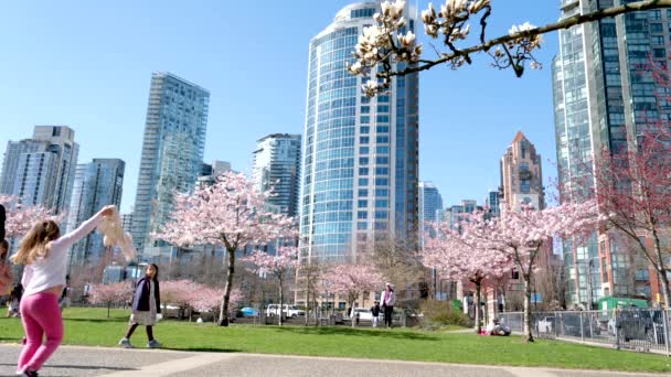 Цвітіння Вишневого Цвіту Місті Blooming Sakura Cherry Flossom Філіал Хмарочосом — стокове відео