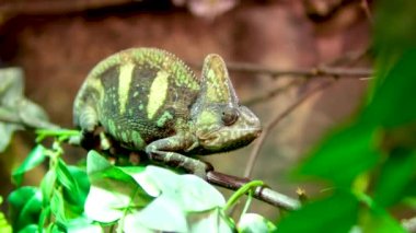 Veiled Chameleon Chamaeleo calyptratus bir dala oturur ve gri arka planda farklı yönlere bakar. 4k ham Stüdyo dikey egzotik hayvan görüntüsü, hayvanlar. Yüksek kalite 4k görüntü