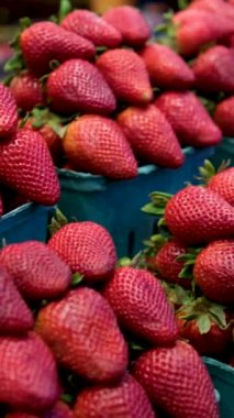 Bir sürü çilek içeren bir sürü konteynır. Bahçe çileği Fragaria familyasından yaygın olarak yetişen bir melez türüdür. Yüksek kalite 4k görüntü
