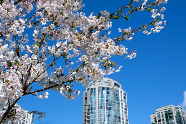 デビッド パーク ヤリタウンの春太平洋の桟橋自転車太陽の澄んだ空の開花桜とマグノリアの木晴れた日のカモメは家族と一緒に休息週末を飛ぶバンクーバーカナダ2023 — ストック写真