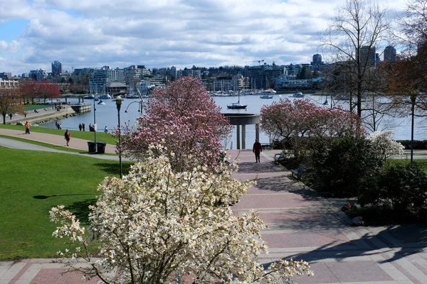 stock image David Lam Park Yaletown spring pacific ocean jetty cyclists sun clear sky blossoming sakura cherry and magnolia trees sunny day seagulls fly rest weekend spend time with family vancouver canada 2023