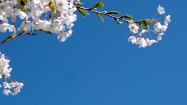 Sakura, Kiraz Çiçekleri Uji 'de, Kyoto Bölgesi, Japonya. Arılar çiçek açan erik ağacının yanında uçarlar. Vahşi yaşamın yavaş çekim videosu, bahar grafiği Yüksek kalite 4K görüntü