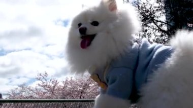 Güzel hayvan caddelerde yürüyor kiraz çiçekleri sırasında, mavi bluzlu Pomeranian kameranın önünden geçiyor gökyüzüne doğru, dili gösteriyor pofuduk, bakımlı güzel köpek.