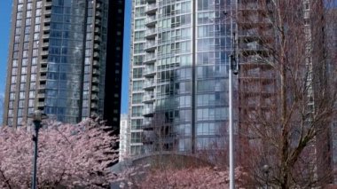 David Lam Park Yaletown Baharı Pasifik Okyanusu İskelesi Bisikletçileri berrak gökyüzü kiraz çiçekleri ve manolya ağaçları güneşli gün martıları dinleniyor hafta sonu dinlenme zamanı Vancouver Kanada 2023