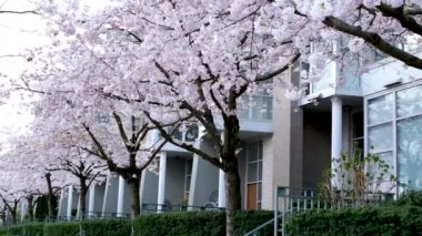 David Lam Park Yaletown Baharı Pasifik Okyanusu İskelesi Bisikletçileri berrak gökyüzü kiraz çiçekleri ve manolya ağaçları güneşli gün martıları dinleniyor hafta sonu dinlenme zamanı Vancouver Kanada 2023