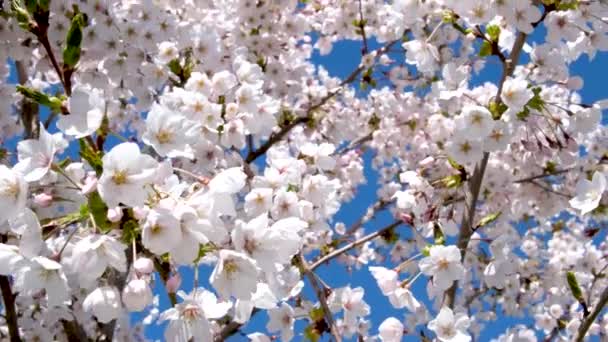 Pszczoły Latają Pobliżu Kwitnącej Śliwki Spowolniony Film Dzikiej Przyrodzie Wiosenny — Wideo stockowe