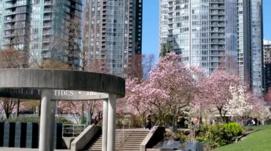 David Lam Park Yaletown Baharı Pasifik Okyanusu İskelesi Bisikletçileri berrak gökyüzü kiraz çiçekleri ve manolya ağaçları güneşli gün martıları dinleniyor hafta sonu dinlenme zamanı Vancouver Kanada 2023