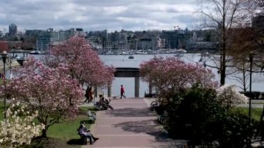 David Lam Park Yaletown Baharı Pasifik Okyanusu İskelesi Bisikletçileri berrak gökyüzü kiraz çiçekleri ve manolya ağaçları güneşli gün martıları dinleniyor hafta sonu dinlenme zamanı Vancouver Kanada 2023